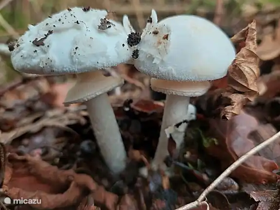 In de herfst zijn er veel paddenstoelen te zien in de omgeving.